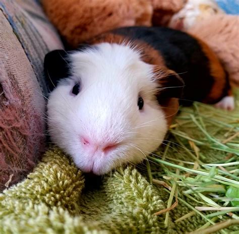 Pin On Guinea Pig Pets
