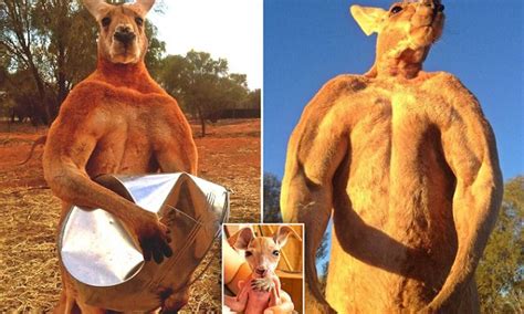 They are even sealed to be watertight, making them the perfect addition to your next tailgate. Roger the kangaroo crushes metal buckets with his bare ...