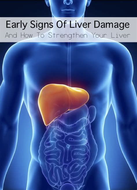 Early Signs Of Liver Damage And How To Strengthen Your Liver Liver