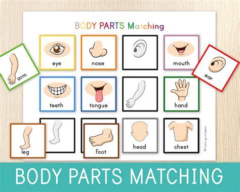 Body Parts Matching Activity For Toddlers Human Body Toddler Etsy