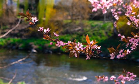 Free Stock Photo Of Beautiful Cherry Blossom Cherry Blossoms