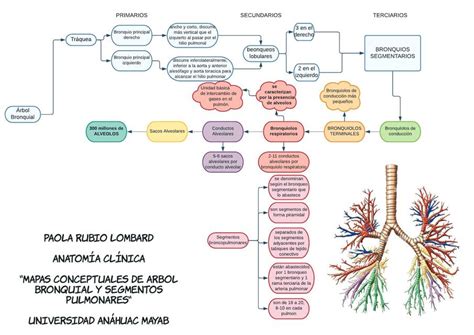 Res Menes De Rbol Bronquial Descarga Apuntes De Rbol Bronquial