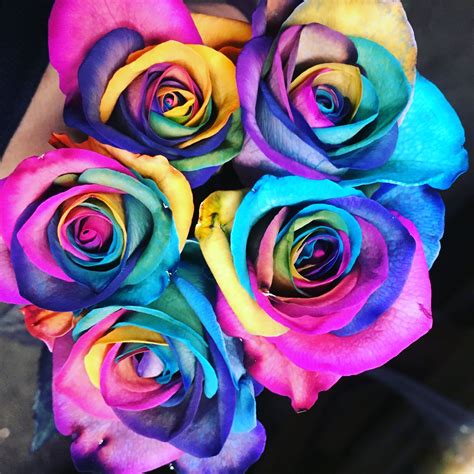 Rainbow Rose Rainbow Roses Rose Flowers