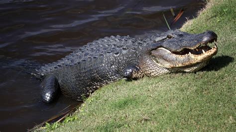 Louisiana Sues California Over Ban On Alligator Products Ktla