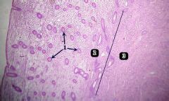 A&P II: Lab #8 Endocrine & Reproductive Systems Flashcards - Cram.com