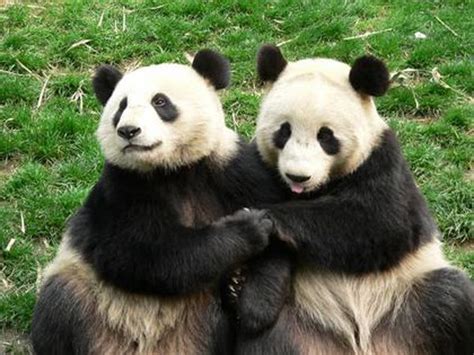16 Pictures Of Animals Holding Hands Panda Bear Giant Panda Animal