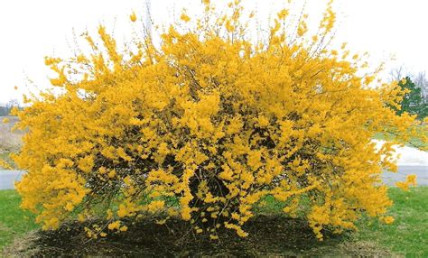 We did not find results for: How to Trim a Bush | How to trim bushes, Landscape design ...