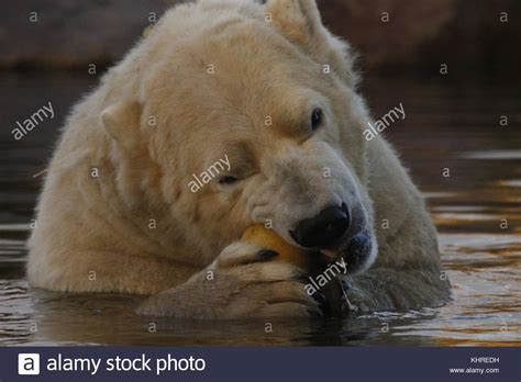 Male Polar Bear Ursus Maritimus Captive Close Up Portrait While