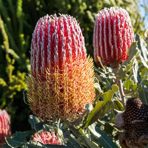 5 Fresh Banksia Menziesii Dwarf Seeds Firewood Banksia Dwarf Etsy