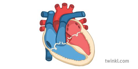 Heart Diagram Labeled Gcse Pe
