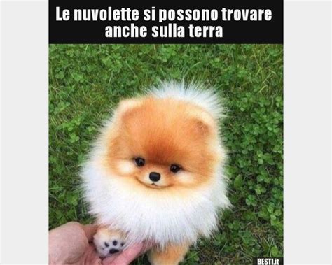 Trova il tuo nuovo amico tra i 20 annunci di kijiji a palermo. Cute Pomerania Toy Prezzo Allevamento - l2sanpiero