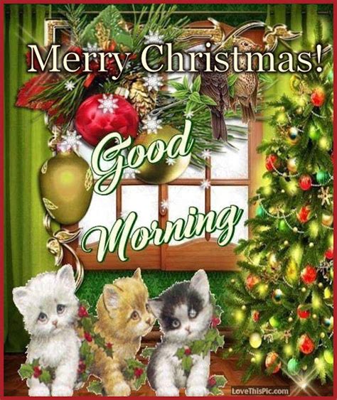 Two squabbling tv hosts are sent to a festive small town over christmas. Cute Cats Merry Christmas Good Morning Quote Pictures ...