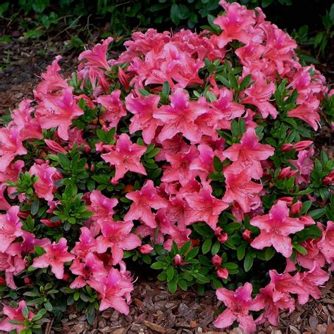A number of white flowering azaleas are available for sale in australia. EVERGREEN AZALEA 'Pink Pancake' 2L - Azaleas - Willowbrook ...