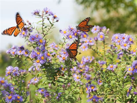 Get 31 Plants That Attract Butterflies And Hummingbirds In Florida