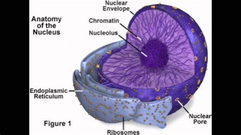 Check spelling or type a new query. Nucleus, Nucleolus, Nuclear Membrane - YouTube