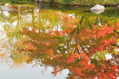 Abstract Colorful Reflection Of Vibrant Japanese Autumn Maple Leaves On