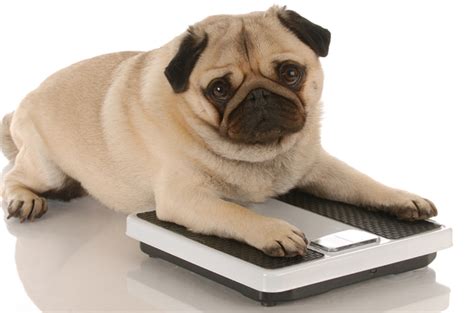 Your dog can eat some fat. Obesity Treatments: Tipping The Scale For Fat Dogs