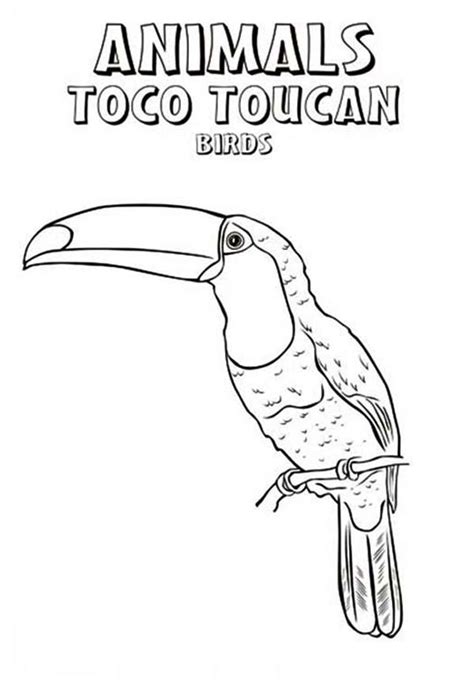 Maybe you would like to learn more about one of these? Toco Toucan Bird Coloring Page : Coloring Sun in 2020 ...