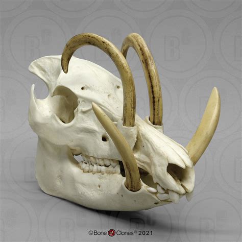 Babirusa Skull Bone Clones Inc Osteological Reproductions