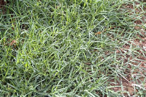29 rumput klipów stockowych w 4k i hd do celów kreatywnych dodatkowo poznaj 11 mln filmów i klipów wideo o wysokiej jakości z każdej kategorii. Cynodon dactylon - Wikipedia