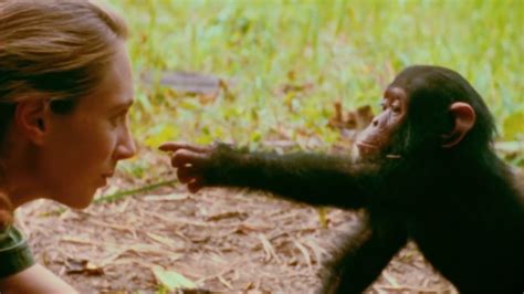 ‘jane’ 5 Amazing Things About The Jane Goodall Documentary National Globalnews Ca