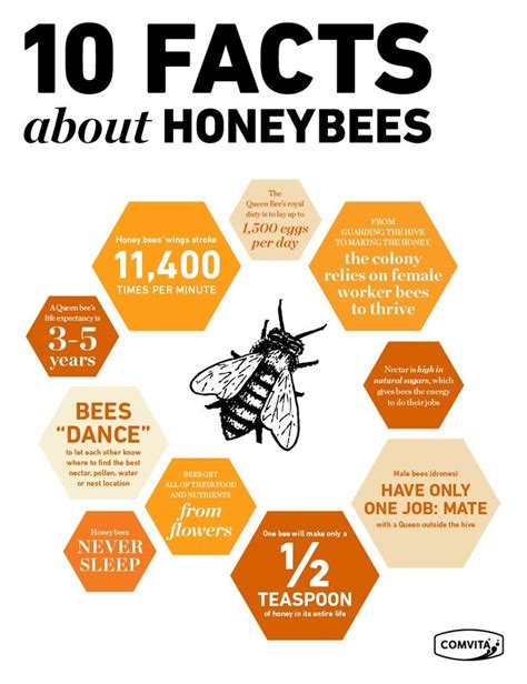 The Fascinating World Of Honeybees
