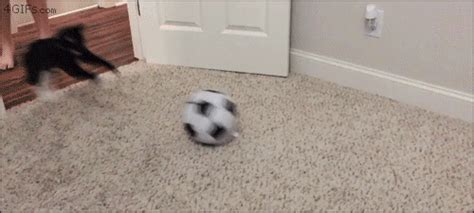 Cat Soccer Ball Somersault