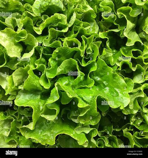 Wet Fresh Lettuce Stock Photo Alamy