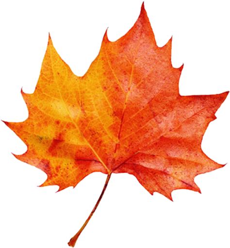 Autumn leaf color Clip art Image - autumn png download - 1024*1106 - Free Transparent Autumn ...