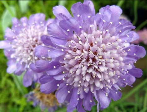 Scabiosa Atropurpurea Oxford Blue Seed Only 75 Cents Etsy