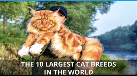 The 10 Largest Cat Breeds Ranking The Biggest Domestic Cats