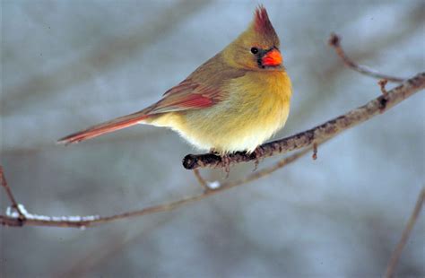 Free Photograph Northern Cardinal Bird Cardinalis Cardinalis