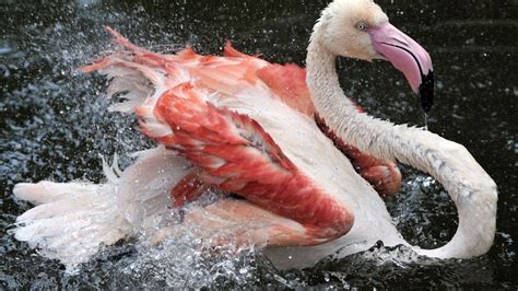 Birds Flamingo Spray Animals Wallpapers Hd Desktop And Mobile