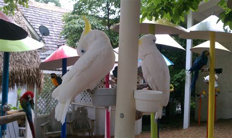 Pin on Parrot Mountain and Garden of Eden
