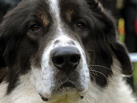 350, în grupa 2, secția 2.2 (din 2005; Rumänische Hunderassen › Life4Pets e.V.