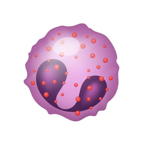 Drawing Of A White Blood Cell Stock Photos Pictures And Royalty Free