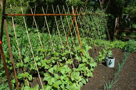 Bean Trellis Top Tips On Making And Selecting