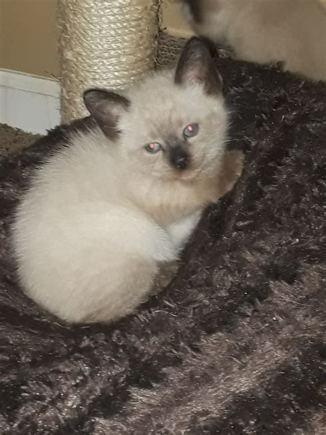 Siamese lynx kittens pets and animals in ohio at americanlisted.com classifieds. Siamese Cats For Sale | Lewis Center, OH #242973 | Petzlover