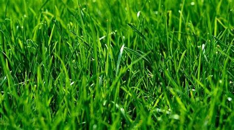 Перевод слова grass, американское и британское произношение, транскрипция, словосочетания, однокоренные слова, примеры использования. Which Types of Grass Are Best For UK Lawns? When To Use ...