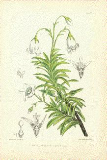 519306 (for references in articles please use ncbi:txid519306). St. Helena Island - Ascension Island - Napoleon´s Last ...