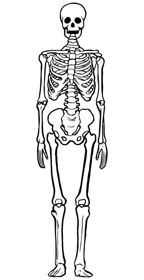 A Skeleton Is Shown In Black And White