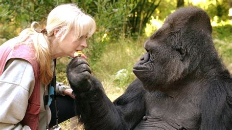 Extraordinary Sign Language Gorilla Koko Dies In California