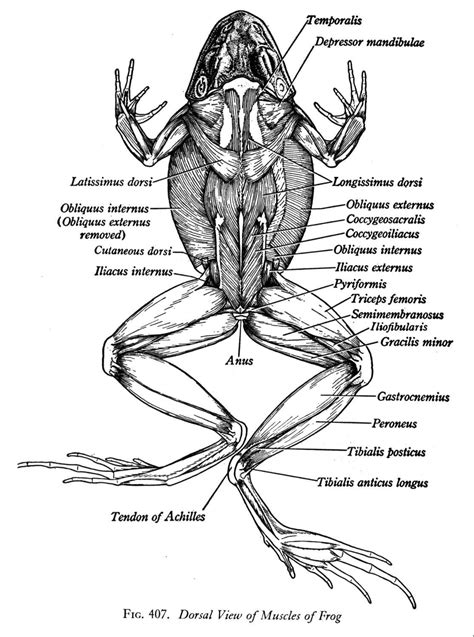 Frog Skeletal Anatomy