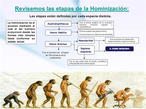 Etapas De La Evolucion Humana By Lancelot Sampieri Moreno Images