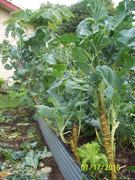 The plants are fairly easy to grow and do you can pick collards when they are frozen in the ground. Forum: Tree Collards