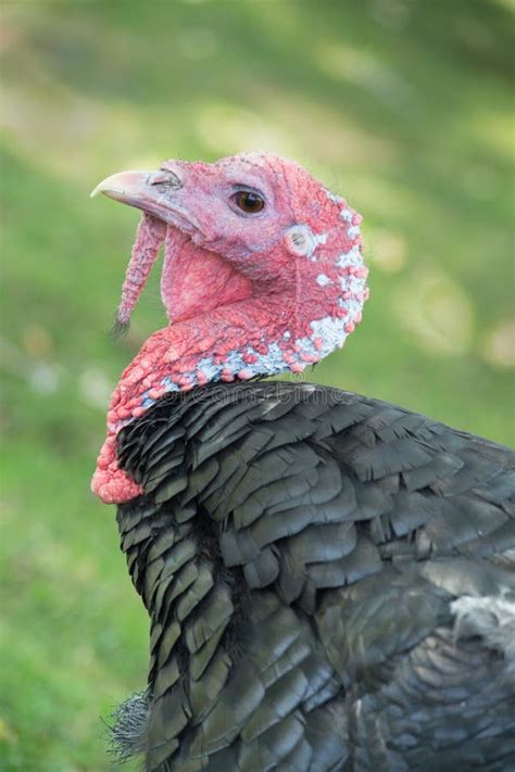 head shot of a black turkey meleagris genus stock image image of autumn fowl 37178951