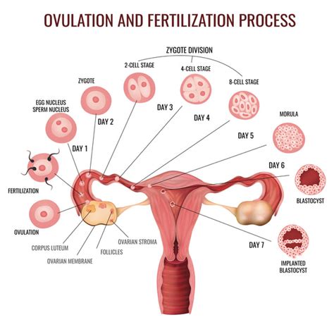 How Do You Know When You Are Ovulating Knix