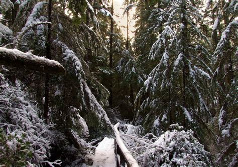 Canada Forests Winter Fir Snow Forest Ucluelet Nature Wallpapers