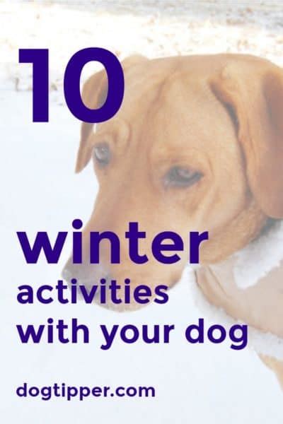 10 Fun Winter Activities For Your Dog