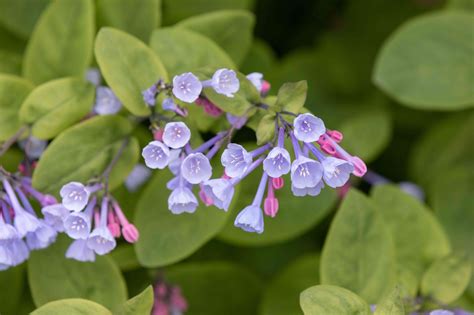 Virginia Bluebells Plant How To Grow And Care For Virginia Bluebells